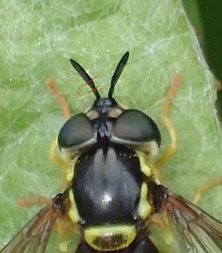 Chrysotoxum intermedium