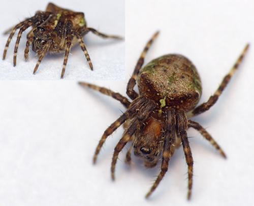 Réf. 203 905 : Gibbaranea gibbosa