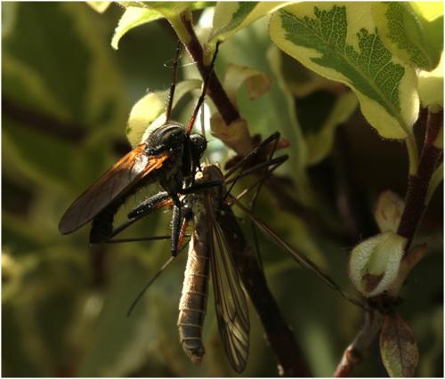 Empis tessellata
