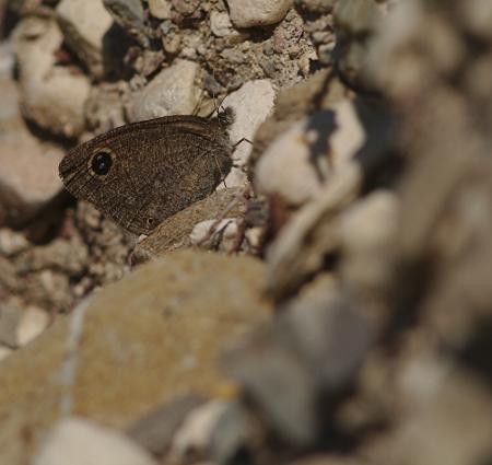 Ypthima asterope
