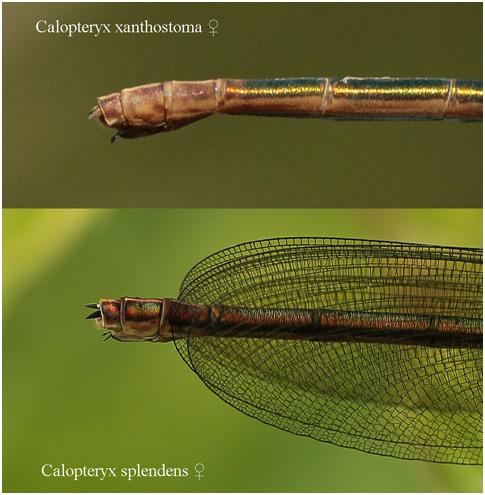 Réf. 203 132 : Calopteryx divers