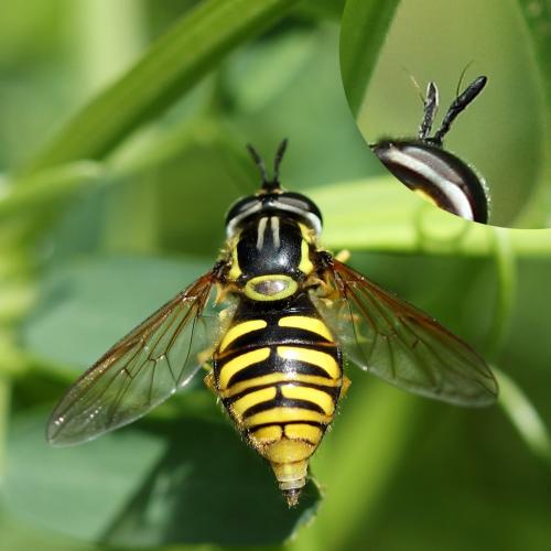 Chrysotoxum cautum