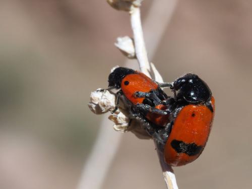 Clytra nigrocincta
