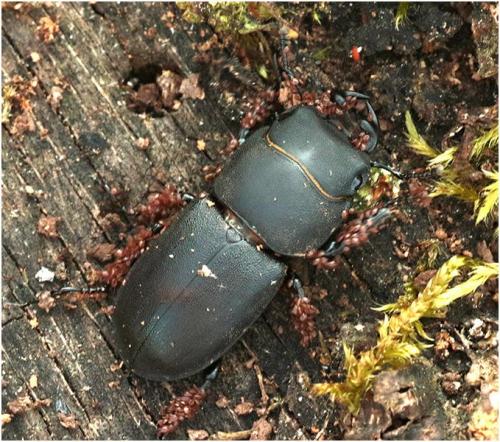 Réf. 203 912 : Dorcus parallelipipedus