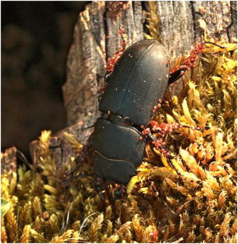 Réf. 203 913 : Dorcus parallelipipedus