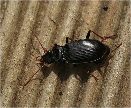 Réf. 203 682 : Nebria salina