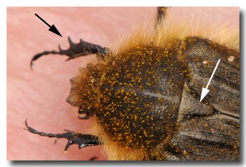 Réf. 203 572 : Tropinota hirta