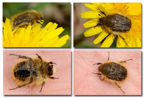 Tropinota hirta