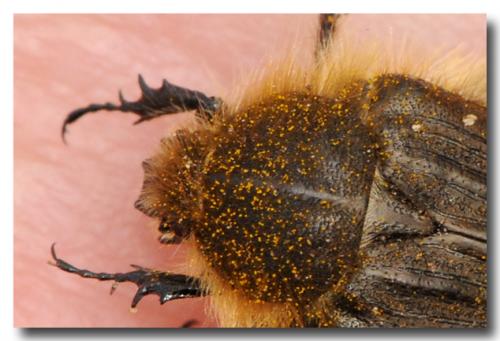 Tropinota hirta