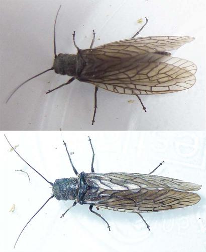 Sialis lutaria