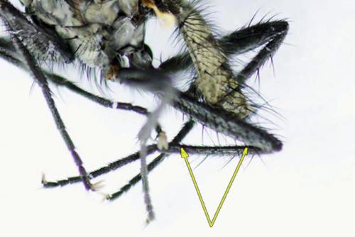 Delia platura