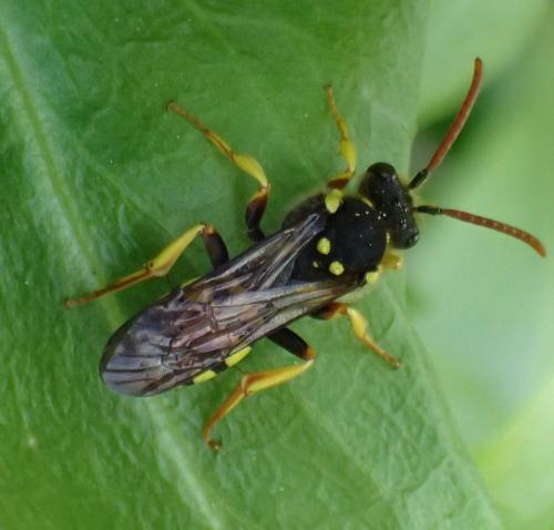 Réf. 203 236 : Nomada (goodeniana-succincta)