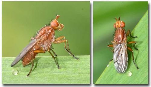 Tetanocera ferruginea