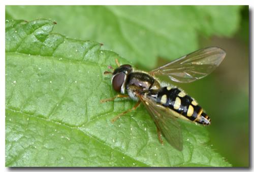 Epistrophella euchroma