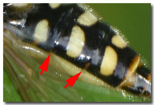 Epistrophella euchroma