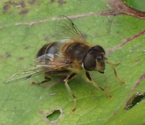 Réf. 203 122 : Eristalis pertinax