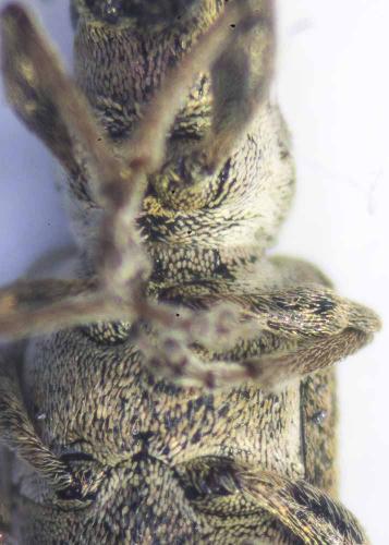 Sitona cylindricollis