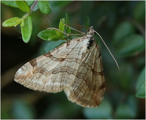 Aplocera sp.