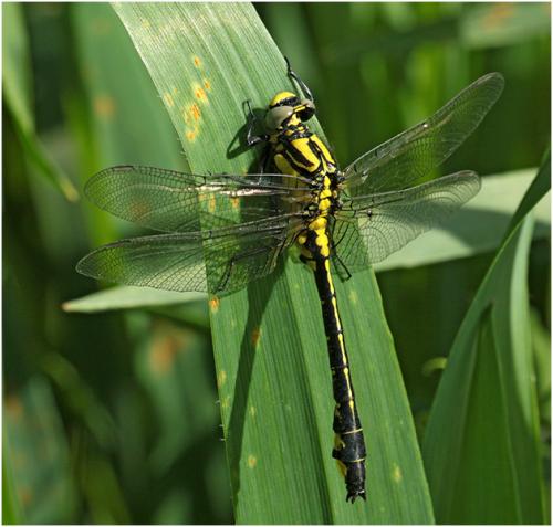 Réf. 203 267 : Gomphus vulgatissimus