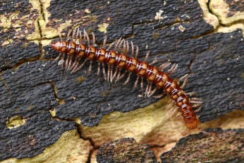 Stosatea italica