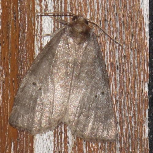 Réf. 203 715 : Ochropacha duplaris