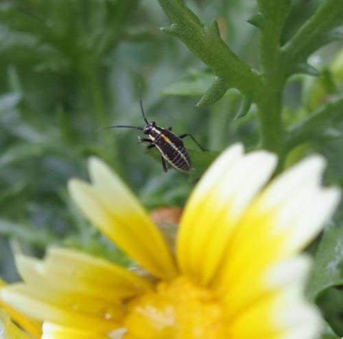 Capsodes sp.