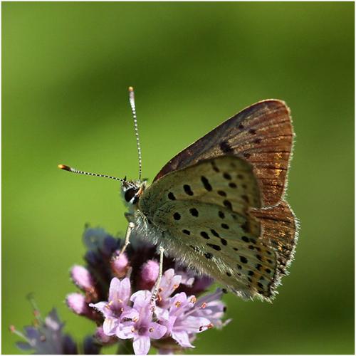 Lycaena tityrus