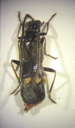 Réf. 203 097 : Malthodes dispar