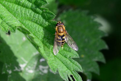 Syrphus ribesii