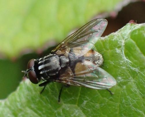 Réf. 203 185 : Musca sp.