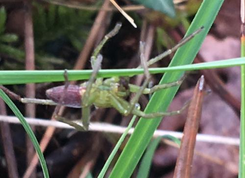 Micrommata ligurina