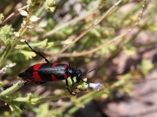 Mylabris filicornis