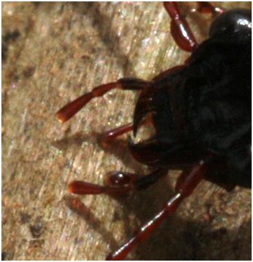 Réf. 203 717 : Nebria salina