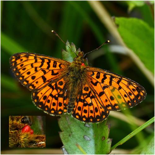 Boloria selene