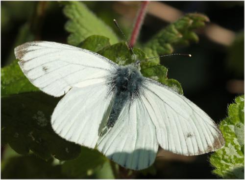 Réf. 203 693 : Pieris napi