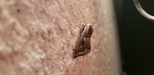 Saturnia pavonia