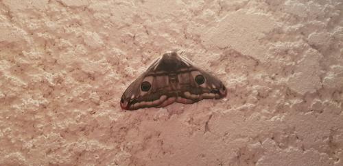 Saturnia pavonia