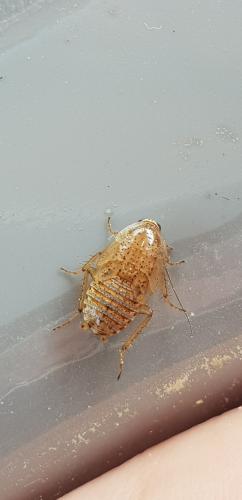 Réf. 203 949 : Ectobius pallidus