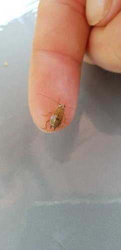 Ectobius pallidus