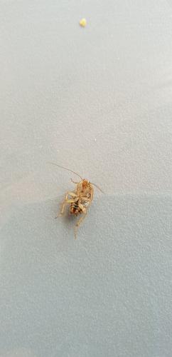 Ectobius pallidus