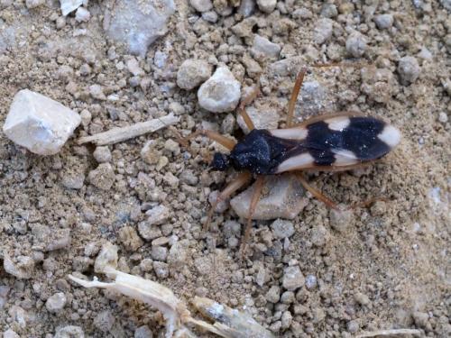 Reduvius pallipes