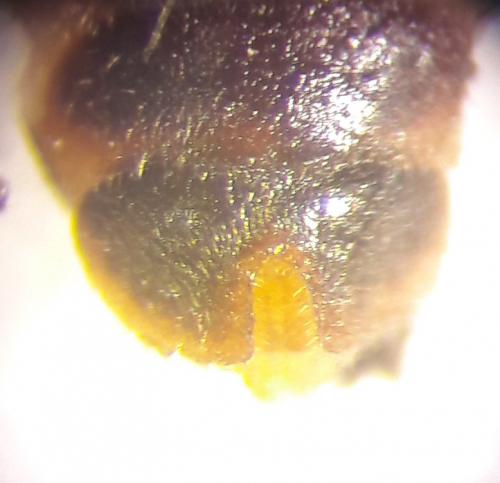 Réf. 203 100 : Malthodes dispar