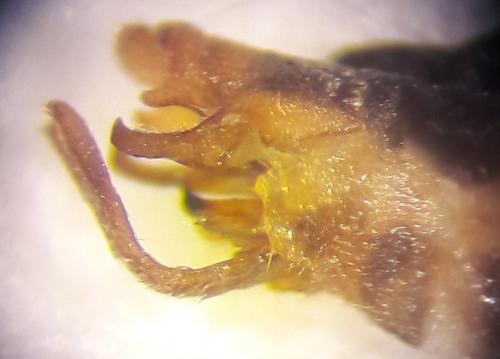 Réf. 203 098 : Malthodes dispar