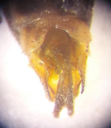 Réf. 203 099 : Malthodes dispar