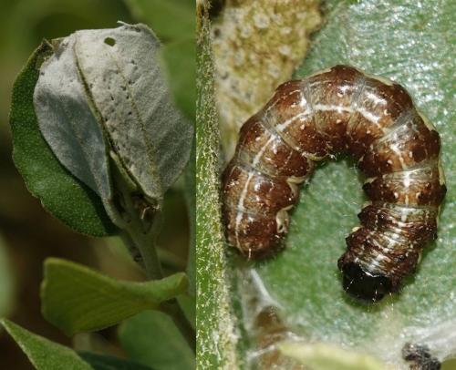 Dryobota labecula