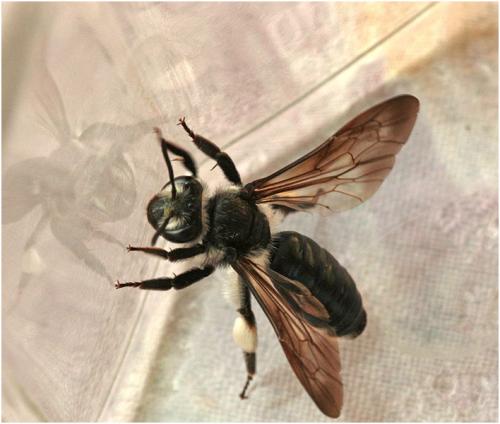 Andrena agilissima
