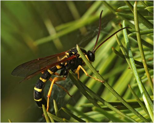Metopius dentatus