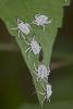 203825 – Photo : D. Martinez – Philippines