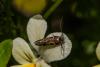 203803 – Photo : Johan Verstraeten – Belgique