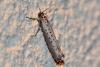 203820 – Photo : RENOULT – France (72)